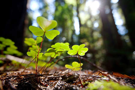 Clover in a dark forest in the morning light in summer seasonの写真素材