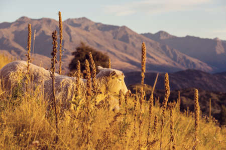 Sheeps in green mountain meadow, rural scene in New Zealandの写真素材