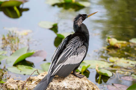 American Anhinga, Everglades National Park, Florida. Beautiful wild animals.