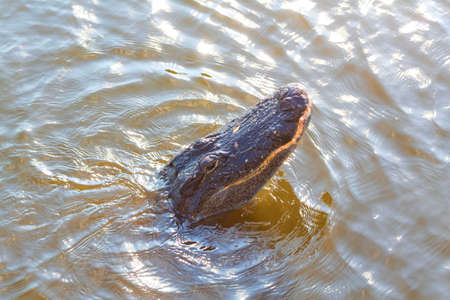 American Alligator Swimming in Everglades with colorful reflection in water wild nature national...