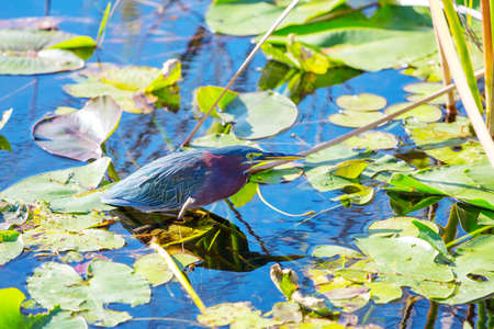 Green Heron,Everglades National Park, Floridaの写真素材