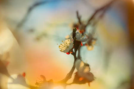 Blossoming tree in spring garden. Beautiful spring natural background.