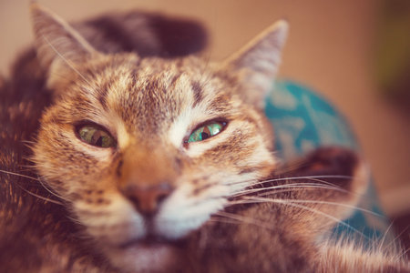 Pretty adult domestic cat  in homeの写真素材