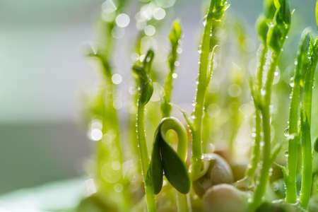 Small Spring sprout in horticultural farm. Concept of a green life.  Ecology and environment...