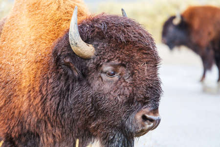 Wild bison in Yellowstone National Park, USA