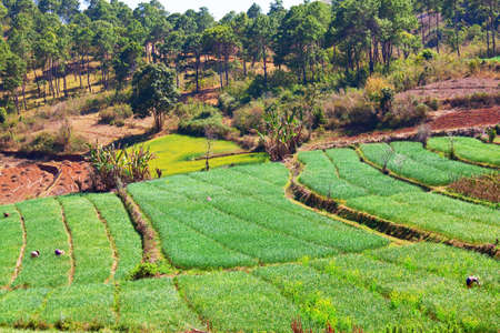 Small rice plants in a breeding field glow in a bright green color in Myanmar