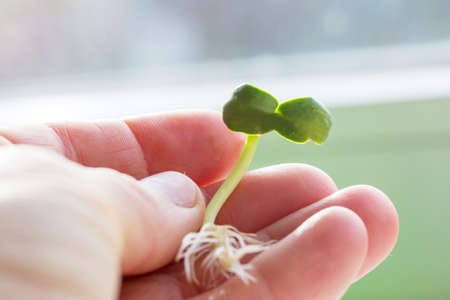 Small Spring sprout in horticultural farm. Concept of a green life.  Ecology and environment...