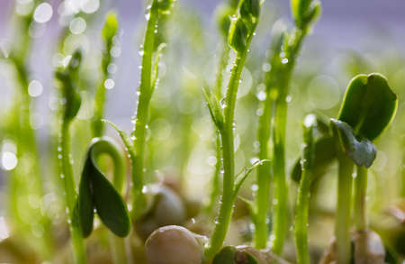 Small Spring sprout in horticultural farm. Concept of a green life.  Ecology and environment...