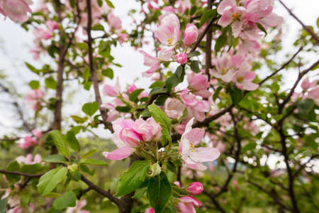 Flowers of the cherry blossoming in the spring garden. Springtime background