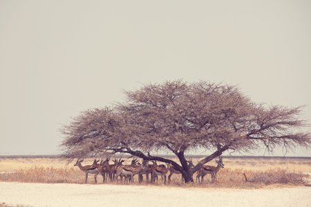 The springbok (Antidorcas marsupialis)  in the african bush, Namibia. Travel Africa safariの写真素材