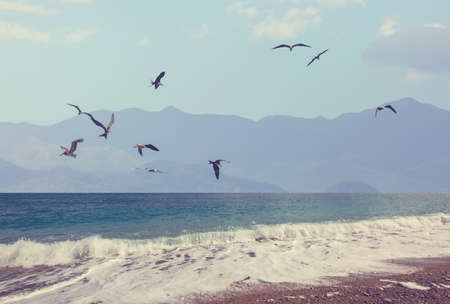 Birds on Costa Rica coastの写真素材