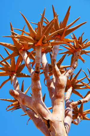 Quiver tree in african desert. Namibia, Africaの写真素材