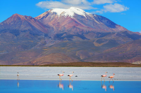 Flamingo in the lake of Bolivian Altiplano wildlife nature wilderness