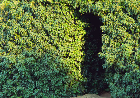 Trees tunnel in green leaves wallの写真素材