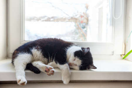 Sleeping cat on winter windowの写真素材