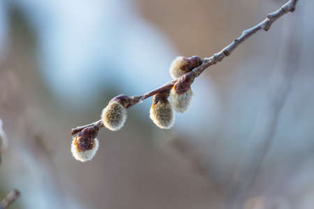 Pussy willow flowers on the branch in spring season. Easter and spring background