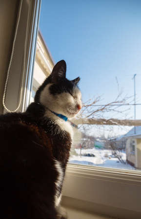 Black and white cat looking through a  window to the winter garden