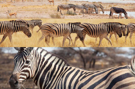 African plains zebras on the dry brown savannah grasslands browsing and grazing. African safari background, collageの写真素材