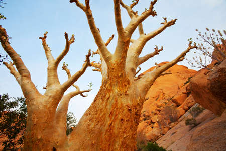 baobab tree in Namibia, Africaの写真素材
