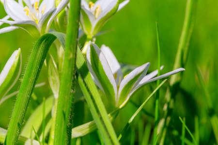 Snowdrops in spring season on green background
