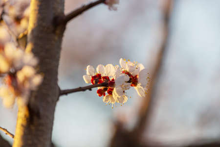 Blossoming tree in spring garden. Beautiful spring natural background.の写真素材