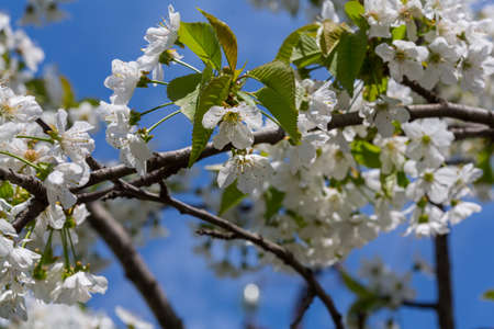 Blossoming tree in spring garden. Beautiful spring natural background.