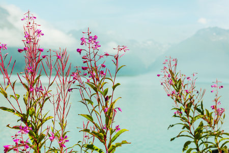 Mountain meadow in sunny day. Natural summer landscape.の写真素材