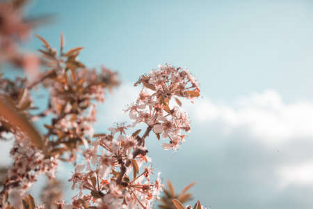 Flowers of the cherry blossoming in the spring garden. Springtime backgroundの写真素材