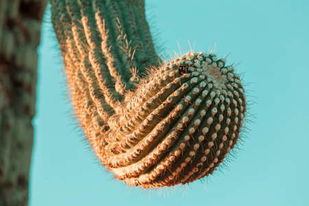 Big Saguaro cactus in a mountains, Arizona, USAの写真素材