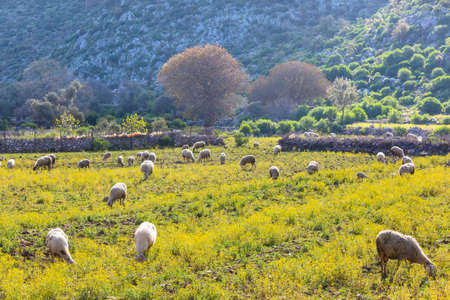 Sheep in green summer  mountainsの写真素材