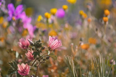 Sunny day on the flowers meadow. Beautiful natural background.の写真素材