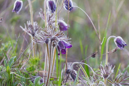 Beautiful  spring flowers in the garden. Seasonal Natural background.