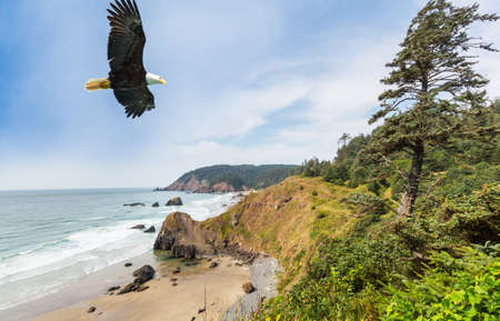 an eagle flies over the seashore. Washington state, USA