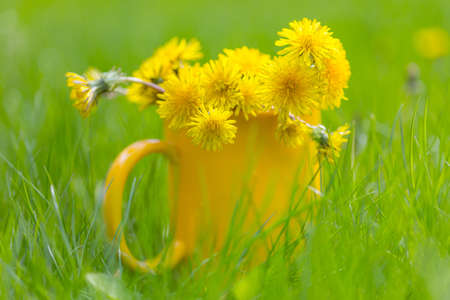 Yellow  dandelions in a yellow cup on a green lawnの写真素材