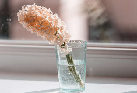 Blossoming flower hyachint in spring seasonの写真素材