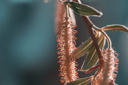 Willow earring in spring seasonの写真素材