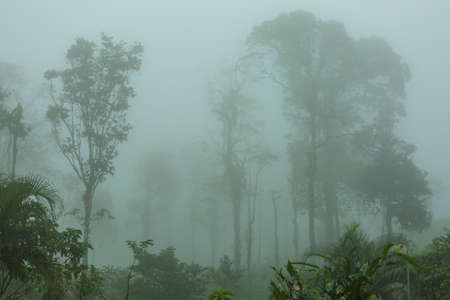 silhouette of tropical forest covered in morning fogの写真素材