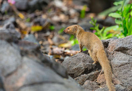 Wild Javan mongoose (herpestes javaicus) among stones on the Big Island of Hawaii, USAの写真素材