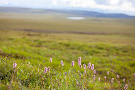 Beautiful wildflowers on a green meadow in summer season. Natural background.の写真素材