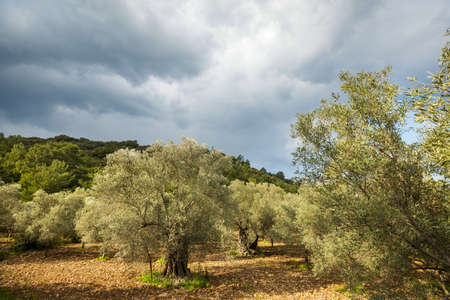 Olive trees in Turkey mountainsの写真素材