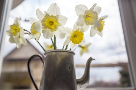 Daffodils in an old teapot on the windowの写真素材