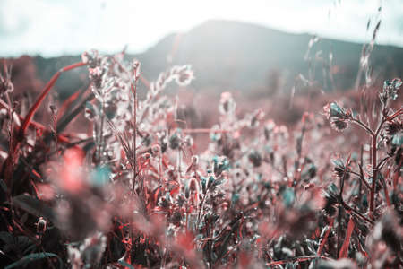 Beautiful wildflowers on a green meadow in summer season. Natural background.の写真素材