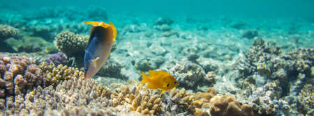 Living Coral reef in Red Sea, Egypt. Natural unusual background.