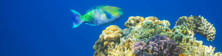Living Coral reef in Red Sea, Egypt. Natural unusual background.