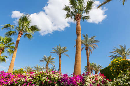 Green Palms on tropical beachの写真素材