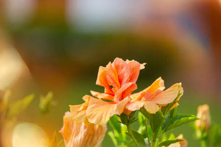 tropical  flowers  in hawaiian gardenの写真素材