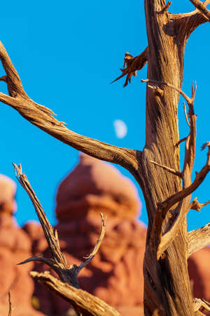 a dry tree in the mountains of Arizona, USAの写真素材