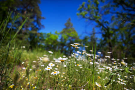 Beautiful wildflowers on a green meadow in summer season. Natural background.の写真素材