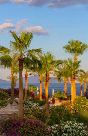 Green Palms on tropical beachの写真素材