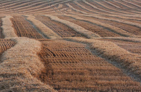 Yellow wheat field Rural countryside landscapesの写真素材